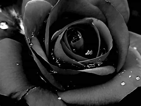 Black magoc roses bouquet